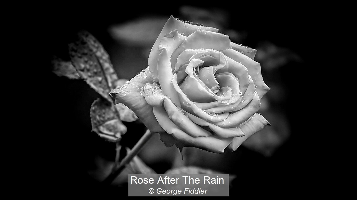 Rose After The Rain